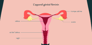 L'appareil génital féminin