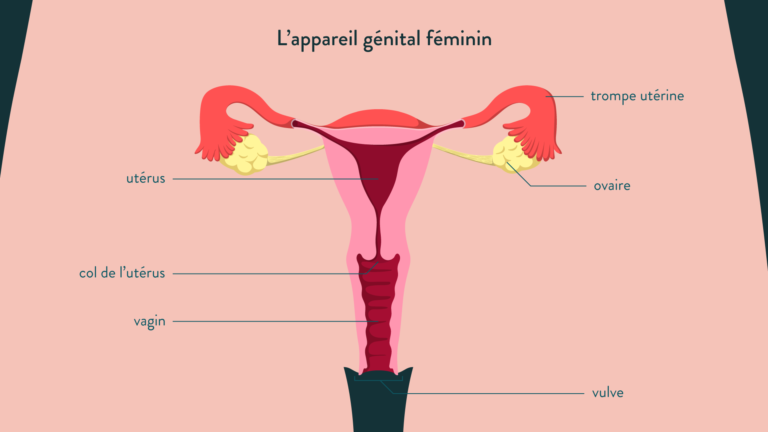 L'appareil génital féminin