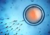 fecondation in vitro en Tunisie Dr Ahmed SKHIRI