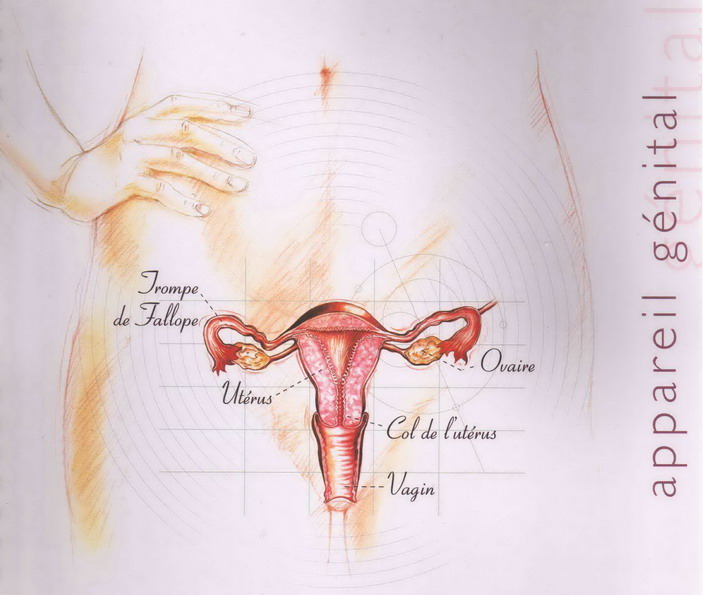 Appareil genital feminin Dr SKHIRI