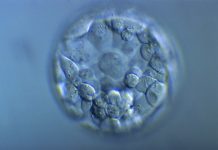Culture prolongé d'embryons en Tunisie