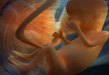 Fécondation In Vitro