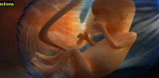 Fécondation In Vitro