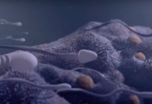 La conception d’un bébé