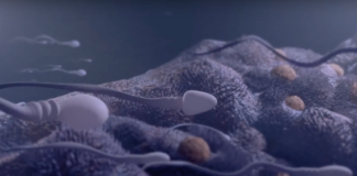 La conception d’un bébé