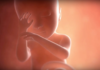 L’évolution du foetus