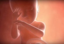 L’évolution du foetus