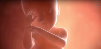 L’évolution du foetus