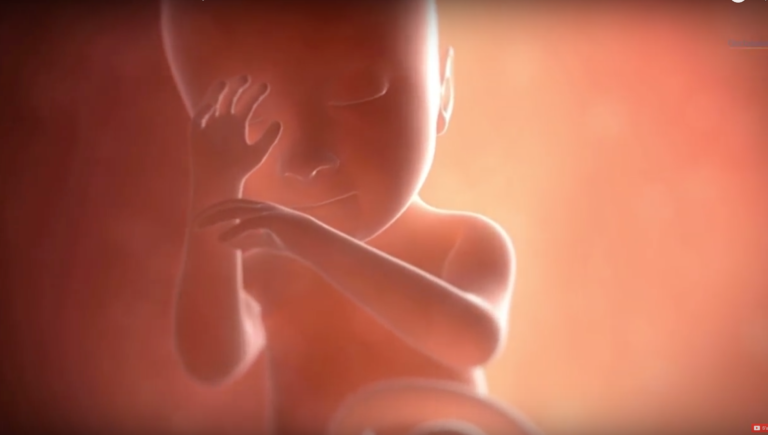 L’évolution du foetus