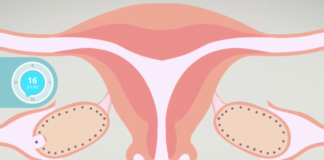Ovulation et cycle menstruel