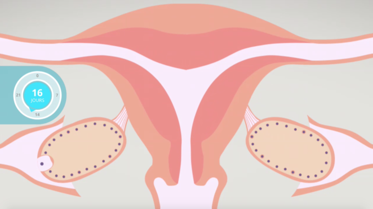 Ovulation et cycle menstruel