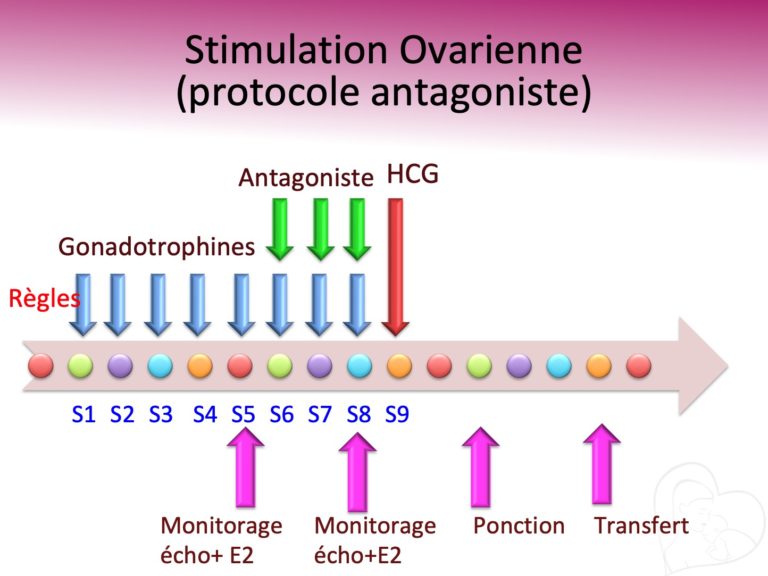 Protocole antagoniste Dr Ahmed SKHIRI