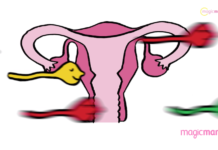 les spermatozoïdes et la fertilité masculine