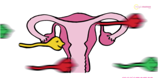 les spermatozoïdes et la fertilité masculine