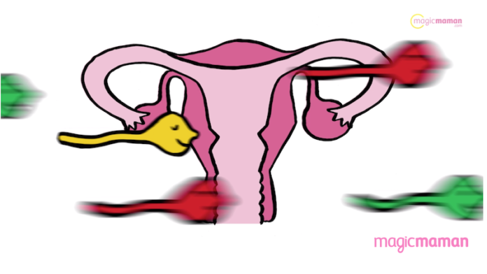 les spermatozoïdes et la fertilité masculine